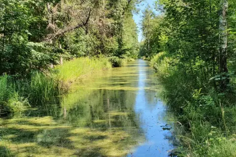 Ein schmaler, von üppiger Vegetation gesäumter Wasserlauf im Spandauer Forst. Das Wasser ist von Algen bedeckt, die grünen Ufer sind dicht bewachsen.