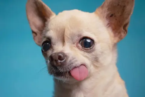 Un chihuahua con orejas puntiagudas y ojos grandes saca la lengua, luciendo como una pequeña chihuahua cabeza de venado.