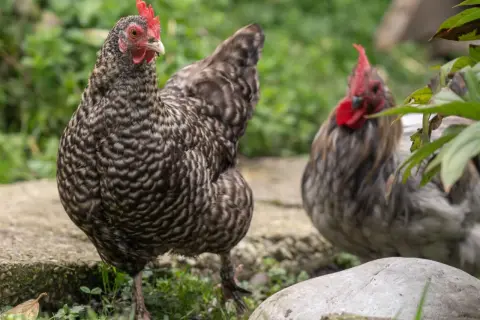 Zwei Hühner im Freien, eines im Vordergrund mit detailliertem Gefieder, das auf eine gesunde Verdauung bei Hühnern hindeutet.