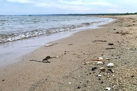 Piaszczysta plaża nad spokojną wodą, z widocznymi muszlami i wodorostami.