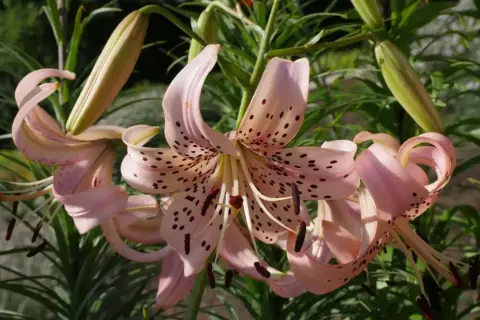 Zarte rosa Lilienarten mit dunklen Sprenkeln entfalten sich im Sonnenlicht.