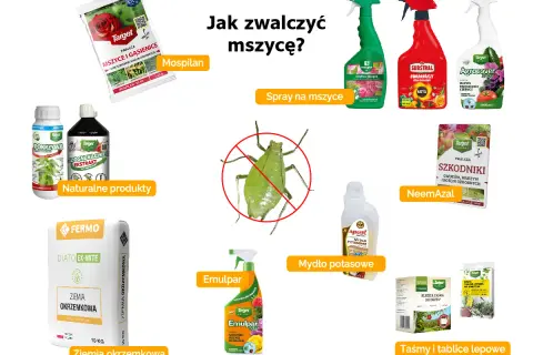 Domowe sposoby na mszyce: Mospilan, naturalne produkty, ziemia okrzemkowa, spraye, NeemAzal, mydło potasowe, taśmy lepowe.