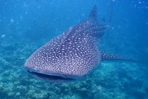 Ein Walhai schwimmt majestätisch durch das klare blaue Wasser der Malediven. Seine Haut ist mit einem einzigartigen Muster aus weißen Punkten bedeckt, das ihn unverwechselbar macht. Diese sanften Riesen sind ein beeindruckender Anblick für Taucher und ...