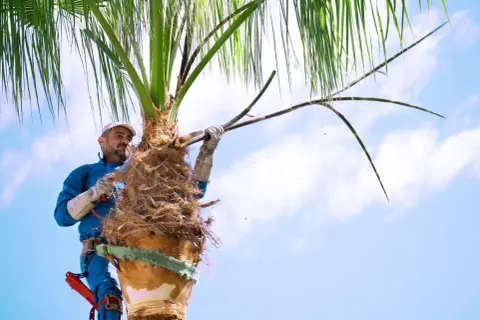 Un homme taille un palmier, enlevant des feuilles mortes avec une scie.