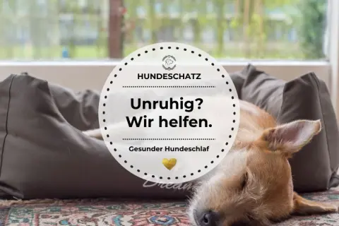 Ein Hund kommt in fremder Umgebung nicht zur Ruhe, liegt aber nun entspannt auf seinem Hundebett. "Unruhig? Wir helfen.