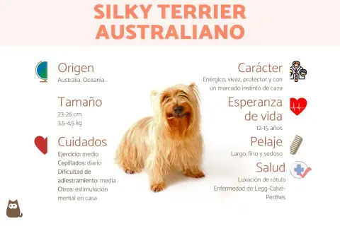 Un adorable Australian Silky Terrier, con su pelaje largo y sedoso, posa sonriente. La infografía detalla su origen australiano, tamaño, cuidados, carácter enérgico y salud.