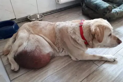 Labrador z widocznym, dużym, twardym guzem u nasady ogona. Pies leży na podłodze, ubrany w czerwoną obrożę.