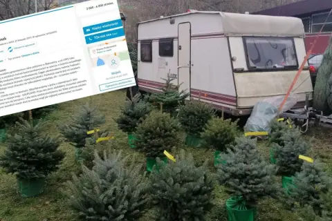 Ile można zarobić na sprzedaży choinek? Sprawdź, co wpływa na zyski