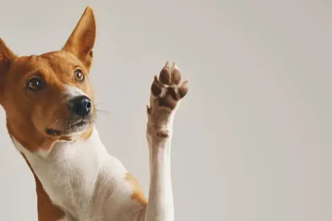 Ein Hund hebt eine Pfote, als ob er Hilfe bei seinen wunden Pfoten sucht.