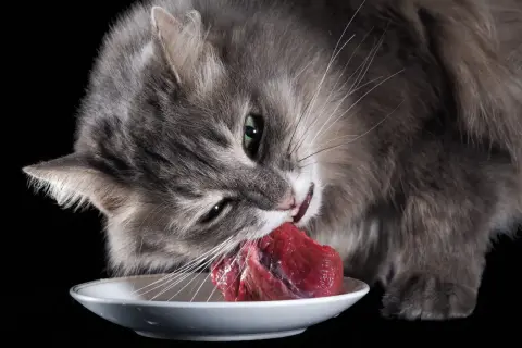 Gato gris comiendo carne cruda de un plato blanco, disfrutando de su dieta barf gatos.
