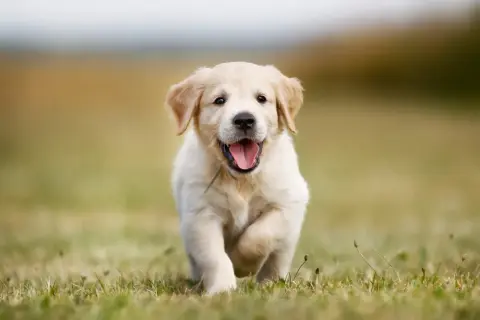 Radosny szczeniak golden retriever miniaturka biegnie przez trawę, merdając ogonkiem.