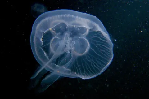 Przezroczysta meduza z widocznymi żyłkami, unosząca się w ciemnej wodzie.