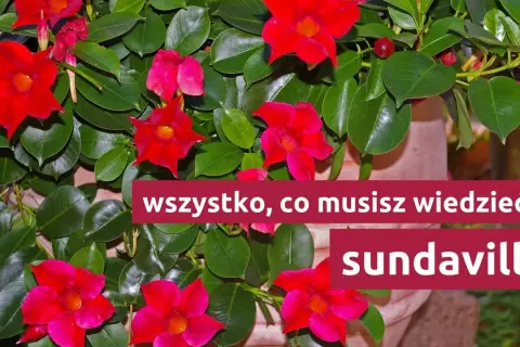 Sundaville: zimowanie i przycinanie. Czerwone kwiaty i zielone liście.
