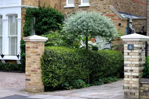 Ein Pyrus salicifolia Baum mit silbrigem Laub steht hinter einer dichten Hecke. Ziegelpfeiler flankieren den Weg.