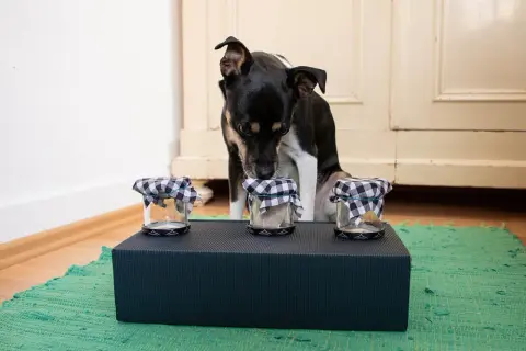Hund schnüffelt an Gläsern, die als hundespielzeug selber machen dienen.