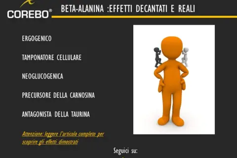 Beta-alanina: ergo, tampone cellulare, precursore carnosina. Scopri a cosa serve per migliorare le prestazioni.