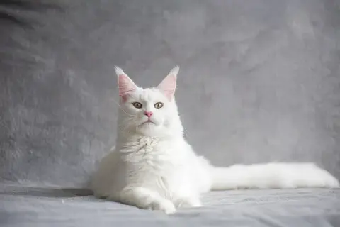 Biały kot Maine Coon, jakby z wiersza na pożegnanie kota, spogląda z szarego tła. Jego puszyste futro i bystre oczy budzą wspomnienia.