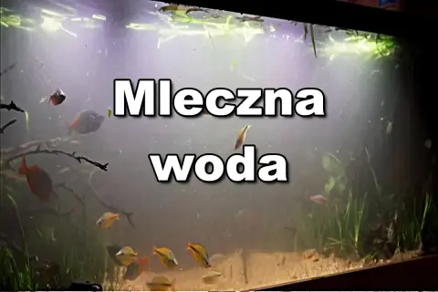 Mętna woda w akwarium, gdzie pływają ryby i widoczne są pierwotniaki.