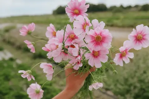 En hand håller en bukett med rosa buskkrasse i kruka. Blommorna har ljusrosa kronblad med mörkare rosa inslag mot mitten och gula ståndare.