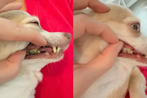 Side-by-side comparison showing a chihuahua's teeth before and after dog teeth cleaning. The left shows significant plaque, while the right shows cleaner teeth.