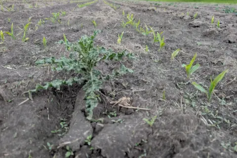 Młode rośliny kukurydzy i chwast na polu.