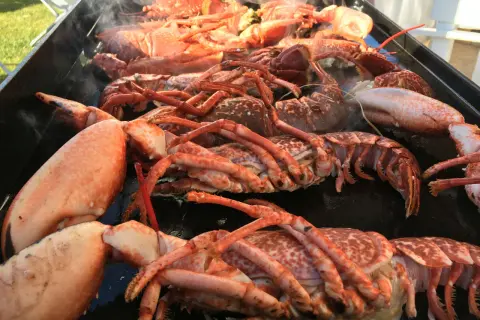 Une grande quantité de homard pas cuit est posée sur un plateau, dégageant une légère vapeur.
