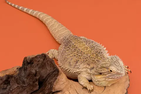 Agama brodata na drewnie. Sprawdź atrakcyjną agama brodata cenę i dowiedz się więcej o tych fascynujących gadach.
