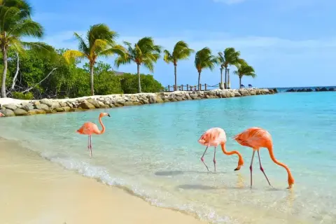 Trzy flamingi spacerują po płytkiej, turkusowej wodzie na plaży. Idealne miejsce na aruba wakacje.