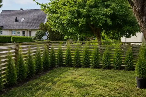 Rad av unga häckkaragan som väntar på sin häckkaragan beskärning. En trästaket och en gräsmatta i förgrunden.