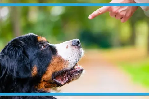 Bernese mountain dog looking up at a pointing finger outdoors.