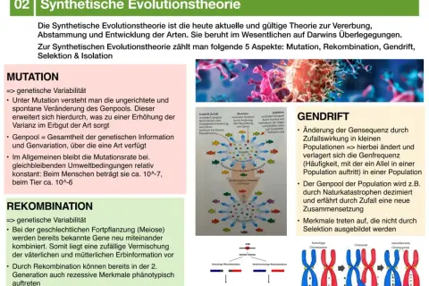 Die synthetische Evolutionstheorie erklärt Vererbung und Artenentwicklung. Sie umfasst Mutation, Rekombination, Gendrift, Selektion und Isolation.