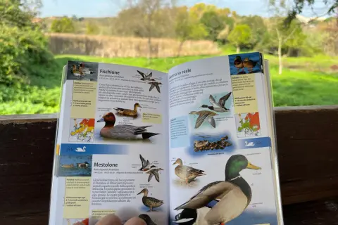 Uccelli nel Lago di Garda: il Fischione, il Mestolone e il Germano reale illustrati in un libro.