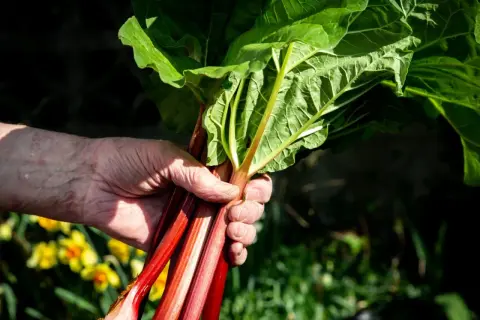 Dłoń trzyma pęczek świeżego rabarbaru, idealnego do zbioru. W tle kwitną żółte kwiaty.