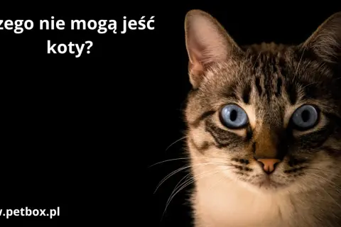 Pistacje dla kota? Zdecydowanie nie! Oto 4 powody, by ich unikać