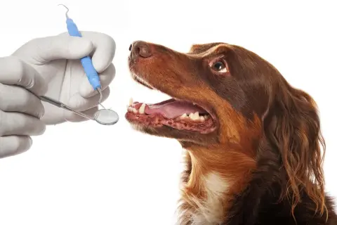 Un veterinario revisa los dientes de un perro con un espejo dental. ¡Es hora de limpiar dientes perro!