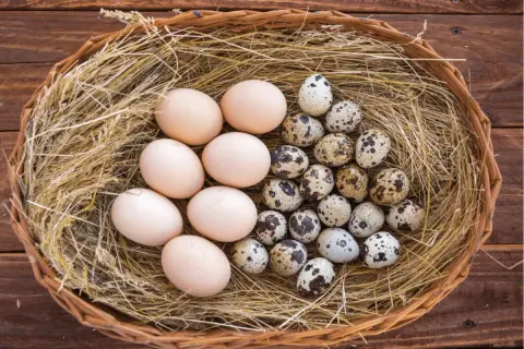 Ein Nest mit Hühner- und Wachteleiern. Wachteleier sind klein, gefleckt und gelten als besonders gesund.