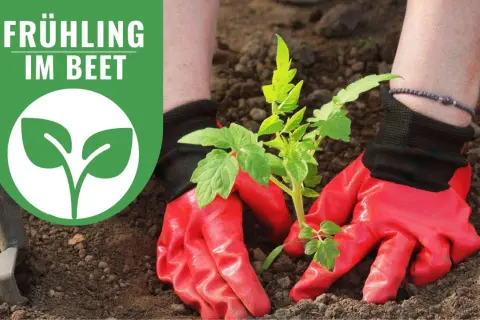 Rote Handschuhe pflanzen junge Tomatenpflanzen im Beet. Frühling im Beet!