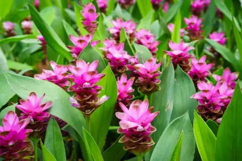 Ein Feld voller leuchtend pinker Blüten der Kurkuma-Pflanze, umgeben von großen, grünen Blättern.