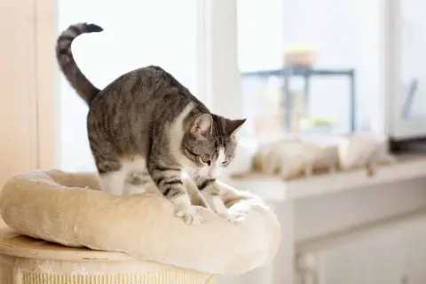 A tabby cat stretches on a plush cat tree, its paws kneading the soft surface. This behavior, like purring, often signifies contentment and comfort.