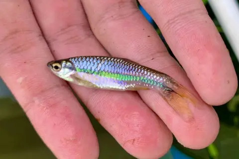 Un petit poisson vairon aux reflets irisés bleus et verts repose sur une main.