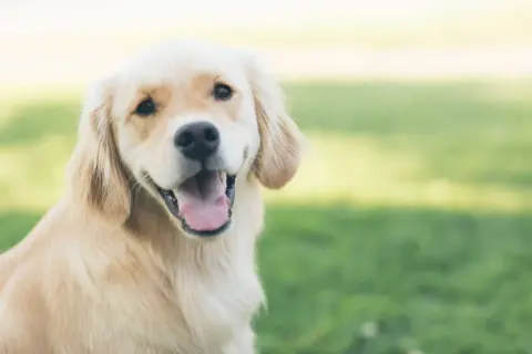Uśmiechnięty golden retriever na trawie. Czy psy widzą duchy? Ten piesek wygląda, jakby coś go zaintrygowało.