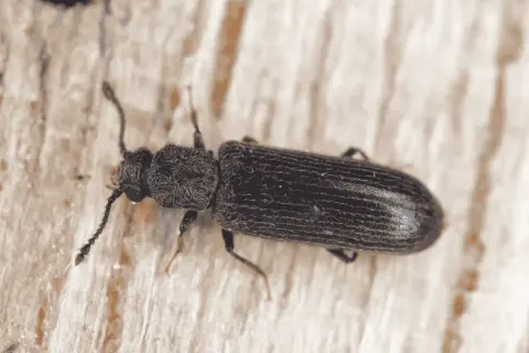 Gros plan d'un insecte xylophage noir, aux antennes filiformes, se déplaçant sur une surface en bois clair.