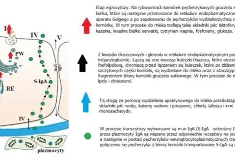 Kiedy pojawia się mleko w piersiach? Zaskakujące fakty o laktacji