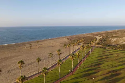 Paseo marítimo con palmeras y césped verde en Almería, junto a una playa de arena y el mar azul.