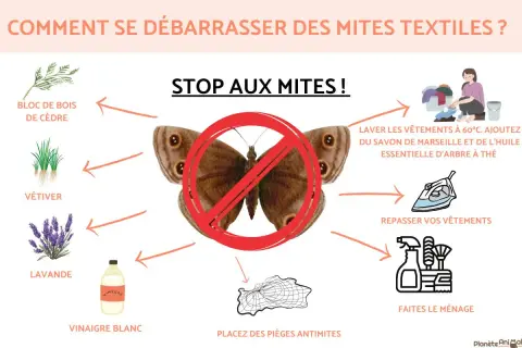 Stop aux mites textiles ! Découvrez des remèdes de grand-mère : bois de cèdre, vétiver, lavande, vinaigre blanc, lavage à 60°C, repassage, ménage et pièges.