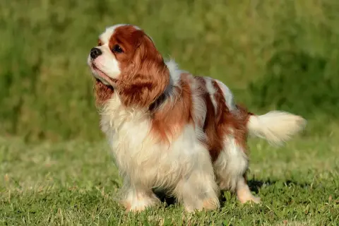 Uroczy cavalier king charles spaniel na trawie. Te psy żyją średnio 10-14 lat, ciesząc się życiem u boku rodziny.