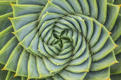 Zielone liście sukulentu układają się w spiralę, tworząc wzór przypominający złoty podział. Fotografia ukazuje piękno natury.