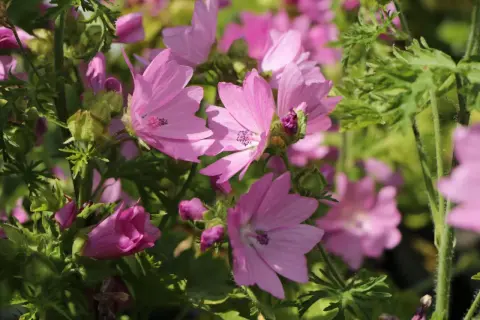 Zarte rosa Blüten der Moschus-Malve entfalten sich im Sonnenlicht, umgeben von grünem Laub.