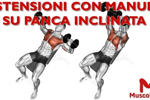 Uomo esegue distensioni con manubri su panca inclinata, evidenziando i muscoli pettorali e deltoidi anteriori.