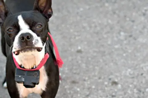 Boston Terrier z kamerą na obroży. Czy obroża elektryczna jest legalna w Polsce? To pytanie nurtuje wielu właścicieli psów.